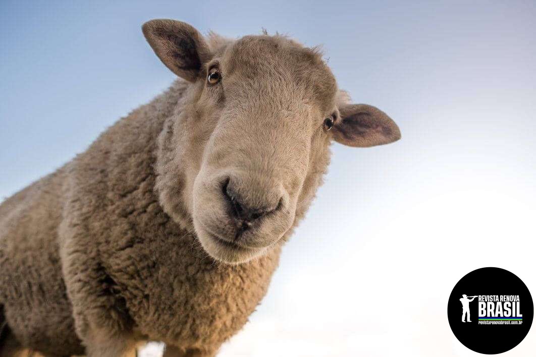 negative-space-curious-sheep-blue-sky-closeup-skitterphoto-thumb-1