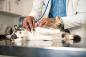 cirurgia-animais-pequeno-porte-09
